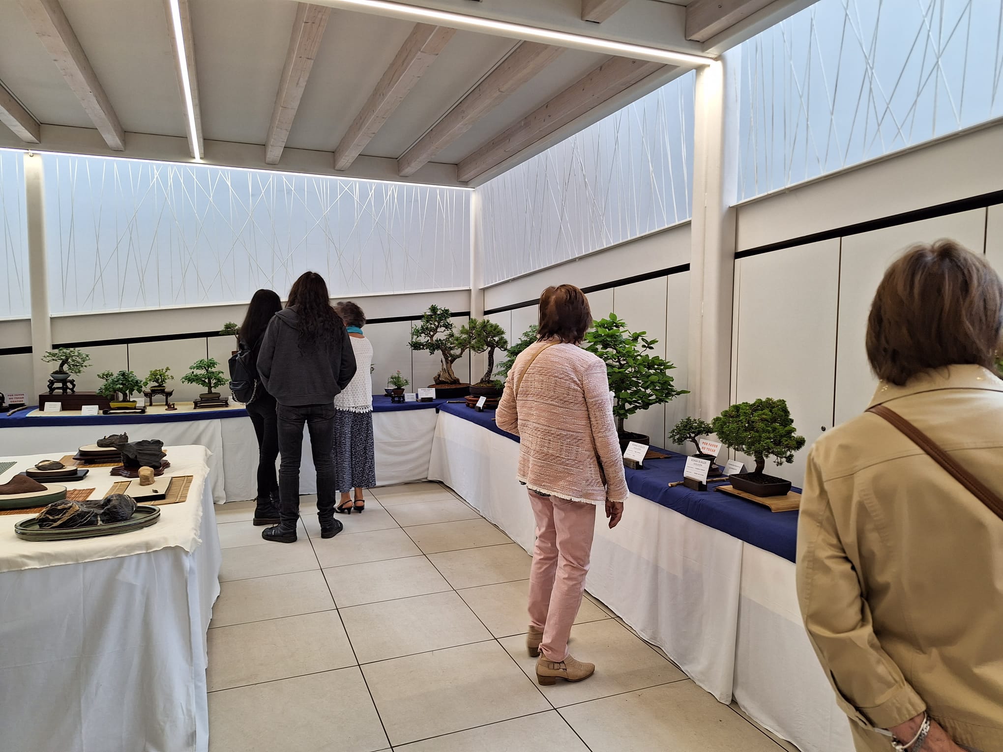 Exposición de bonsáis hasta el 18 de junio